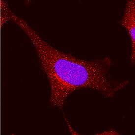 SEC13 was detected in immersion fixed HeLa human cervical epithelial carcinoma cell line using Rabbit Anti-Human SEC13 Antigen Affinity-purified Polyclonal Antibody (Catalog # AF9055) at 1.7 µg/mL for 3 hours at room temperature. Cells were stained using the NorthernLights™ 557-conjugated Anti-Rabbit IgG Secondary Antibody (red; Catalog # NL004) and counterstained with DAPI (blue). Specific staining was localized to cytoplasm and nuclei. View our protocol for Fluorescent ICC Staining of Cells on Coverslips.