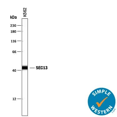     Simple  Western lane view shows lysates of K562 human chronic myelogenous leukemia  cell line, loaded at 0.2 mg/mL. A specific band was detected for  SEC13 at approximately 42 kDa (as indicated) using  0.5 µg/mL of Rabbit Anti-Human SEC13 Antigen Affinity-purified  Polyclonal Antibody (Catalog # AF9055). This experiment was conducted under  reducing conditions and using the 12-230 kDa separation system.         