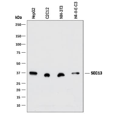 Western blot shows lysates of HepG2 human hepatocellular carcinoma cell line, C2C12 mouse myoblast cell line, NIH-3T3 mouse embryonic fibroblast cell line, and H4-II-E-C3 rat hepatoma cell line. PVDF membrane was probed with 0.1 µg/mL of Rabbit Anti-Human/ Mouse/Rat SEC13 Monoclonal Antibody (Catalog # MAB90552) followed by HRP-conjugated Anti-Rabbit IgG Secondary Antibody (Catalog # HAF008). A specific band was detected for SEC13 at approximately 37 kDa (as indicated). This experiment was conducted under reducing conditions and using Immunoblot Buffer Group 1.