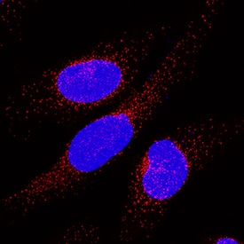 SEC13 was detected in immersion fixed HeLa human cervical epithelial carcinoma cell line using Rabbit Anti-Human SEC13 Monoclonal Antibody (Catalog # MAB9055) at 0.3 µg/mL for 3 hours at room temperature. Cells were stained using the NorthernLights™ 557-conjugated Anti-Rabbit IgG Secondary Antibody (red; Catalog # NL004) and counterstained with DAPI (blue). Specific staining was localized to cytoplasm and nuclei. View our protocol for Fluorescent ICC Staining of Cells on Coverslips.