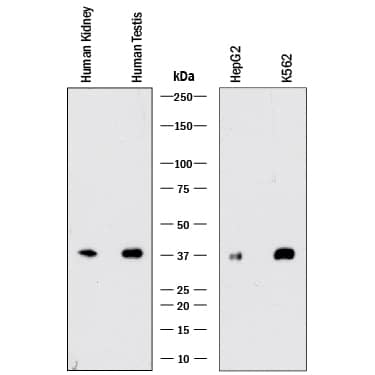 Western blot shows lysates of human kidney tissue, human testis tissue, HepG2 human hepatocellular carcinoma cell line, and K562 human chronic myelogenous leukemia cell line. PVDF membrane was probed with 0.1 µg/mL of Rabbit Anti-Human SEC13 Monoclonal Antibody (Catalog # MAB9055) followed by HRP-conjugated Anti-Rabbit IgG Secondary Antibody (Catalog # HAF008). A specific band was detected for SEC13 at approximately 37 kDa (as indicated). This experiment was conducted under reducing conditions and using Immunoblot Buffer Group 1.