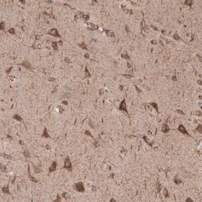 Immunohistochemistry-Paraffin: SEC31A Antibody [NBP1-89301] - Staining of human cerebral cortex shows positivity in neurons.