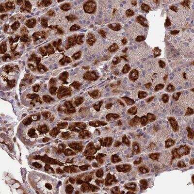 Immunohistochemistry-Paraffin: SEH1L Antibody [NBP1-80773] - Staining of human stomach, lower shows strong cytoplasmic positivity in glandular cells.