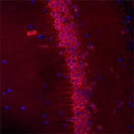 SEZ6L was detected in perfusion fixed frozen sections of mouse brain (hippocampus) using Sheep Anti-Mouse SEZ6L Antigen Affinity-purified Polyclonal Antibody (Catalog # AF4804) at 1.7 µg/mL overnight at 4 °C. Tissue was stained using the NorthernLights™ 557-conjugated Anti-Sheep IgG Secondary Antibody (red; Catalog # NL010) and counterstained with DAPI (blue). Specific staining was localized to neuronal cell bodies and processes. View our protocol for Fluorescent IHC Staining of Frozen Tissue Sections.