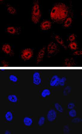 SHIP2 was detected in immersion fixed PC-3 human prostate cancer cell line using Mouse Anti-Human SHIP2 Monoclonal Antibody (Catalog # MAB5389) at 10 µg/mL for 3 hours at room temperature. Cells were stained using the NorthernLights™ 557-conjugated Anti-Mouse IgG Secondary Antibody (red, upper panel; Catalog # NL007) and counterstained with DAPI (blue, lower panel). Specific staining was localized to nuclei and cytoplasm. View our protocol for Fluorescent ICC Staining of Cells on Coverslips.