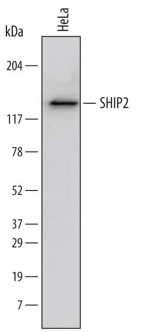 Western blot shows lysates of HeLa human cervical epithelial carcinoma cell line. PVDF membrane was probed with 1 µg/mL of Mouse Anti-Human SHIP2 Monoclonal Antibody (Catalog # MAB5389) followed by HRP-conjugated Anti-Mouse IgG Secondary Antibody (Catalog # HAF007). A specific band was detected for SHIP2 at approximately 140 kDa (as indicated). This experiment was conducted under reducing conditions and using Immunoblot Buffer Group 1.