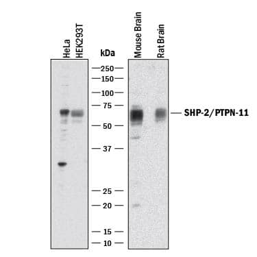 Western blot shows lysates of HeLa human cervical epithelial carcinoma cell line, HEK293T human embryonic kidney cell line, mouse brain tissue, and rat brain tissue. PVDF membrane was probed with 1 µg/mL of Goat Anti-Human/Mouse/Rat SHP-2 Antigen Affinity-purified Polyclonal Antibody (Catalog # AF10121) followed by HRP-conjugated Anti-Goat IgG Secondary Antibody (Catalog # HAF017). A specific band was detected for SHP-2 at approximately 72 kDa (as indicated). This experiment was conducted under reducing conditions and using Immunoblot Buffer Group 1.