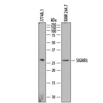 Western blot shows lysates of J774A.1 mouse reticulum cell sarcoma macrophage cell line and RAW 264.7 mouse monocyte/macrophage cell line. PVDF membrane was probed with 2 µg/mL of Sheep Anti-Mouse SIGNR3/CD209d Antigen Affinity-purified Polyclonal Antibody (Catalog # AF7220) followed by HRP-conjugated Anti-Sheep IgG Secondary Antibody (Catalog # HAF016). A specific band was detected for SIGNR3/CD209d at approximately 30 kDa (as indicated). This experiment was conducted under reducing conditions and using Immunoblot Buffer Group 1.