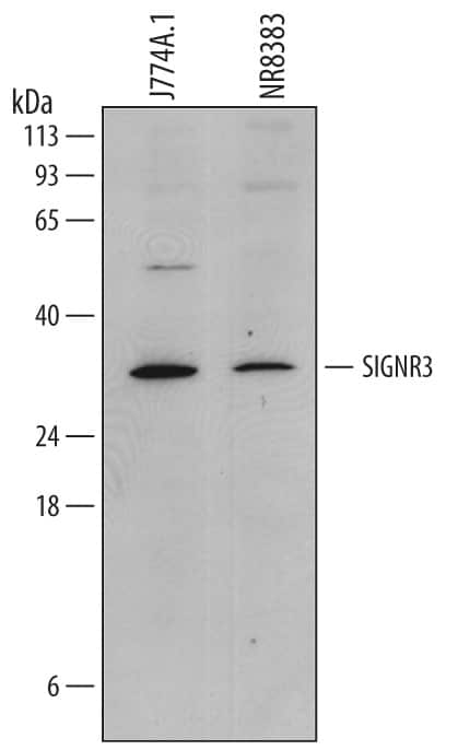 Western blot shows lysates of J774A.1 mouse reticulum cell sarcoma macrophage cell line and NR8383 rat alveolar macrophage cell line. PVDF membrane was probed with 1 µg/mL of Rat Anti-Mouse/Rat SIGNR3/CD209d Monoclonal Antibody (Catalog # MAB7220) followed by HRP-conjugated Anti-Rat IgG Secondary Antibody. A specific band was detected for SIGNR3/CD209d at approximately 32 kDa (as indicated). This experiment was conducted under reducing conditions and using Immunoblot Buffer Group 1.