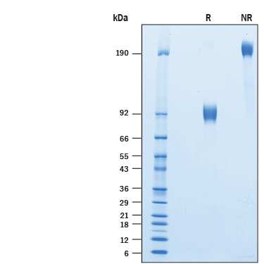 2 μg/lane of Biotinylated Recombinant Human SIRP alpha /CD172a Fc Chimera (Catalog # BT4546B) was  resolved with SDS-PAGE under reducing (R) and non-reducing (NR)  conditions and visualized by Coomassie® Blue staining, showing bands at 70-105 kDa and 140-210 kDa, respectively.