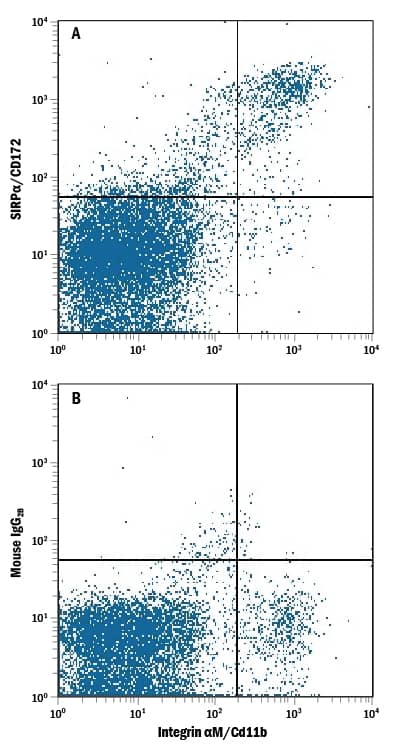 Mouse splenocytes were stained with Rat Anti-Mouse Integrin aM/CD11b PE-conjugated Monoclonal Antibody (Catalog # FAB1124P) and either (A) Mouse Anti-Mouse/Rat SIRPa/CD172a APC-conjugated Monoclonal Antibody (Catalog # FAB7307A) or (B) Mouse IgG2BAllophycocyanin Isotype Control (Catalog # IC0041A). View our protocol for Staining Membrane-associated Proteins.