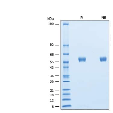 2 μg/lane of Recombinant Cynomolgus Monkey SIRP beta 1/CD172b His-tag was resolved withSDS-PAGE under reducing (R) and non-reducing (NR) conditions and visualized byCoomassie® blue staining, showing bands at 53-68 kDa.