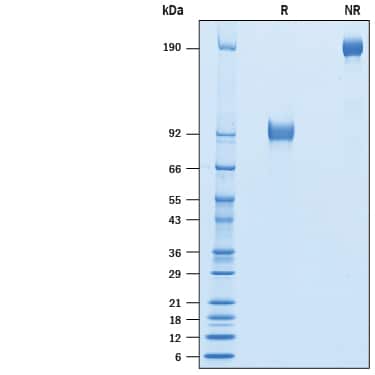 2 μg/lane of Recombinant Cynomolgus Monkey SIRP  beta 1/CD172b Fc Chimera (Catalog # 10312-SB) was  resolved with SDS-PAGE under reducing (R) and non-reducing (NR)  conditions and visualized by Coomassie® Blue staining, showing bands at 88-99 kDa and 170-200 kDa, respectively.