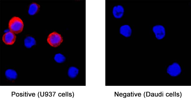 SIRP beta 1/CD172b was detected in immersion fixed U937 human histiocytic lymphoma cell line (left panel; positive staining) and Daudi human Burkitt's lymphoma cell line (right panel; negative staining) using Mouse Anti-Human SIRP beta 1/CD172b Monoclonal Antibody (Catalog # MAB20961) at 8 µg/mL for 3 hours at room temperature. Cells were stained using the NorthernLights™ 557-conjugated Anti-Mouse IgG Secondary Antibody (red; Catalog # NL007) and counterstained with DAPI (blue). Specific staining was localized to cytoplasm. View our protocol for Fluorescent ICC Staining of Non-adherent Cells.