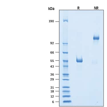 2 μg/lane of Recombinant Human SIRP delta Fc Chimera (Catalog# 10138-SB) was resolved with SDS-PAGE under reducing (R) and non-reducing (NR)conditions and visualized by Coomassie® Blue staining, showing bands at 50-60 kDaand 100-120 kDa, respectively.