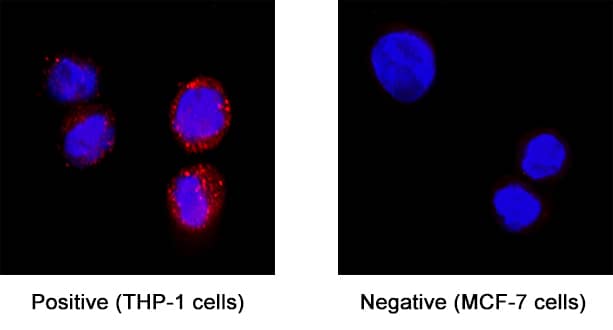 SIRP delta was detected in immersion fixed THP-1 human acute monocytic leukemia cell line (left panel; positive staining) and MCF-7 human breast cancer cell line (right panel; negative staining) using Rabbit Anti-Human SIRP delta Monoclonal Antibody (Catalog # MAB10138) at 3 µg/mL for 3 hours at room temperature. Cells were stained using the NorthernLights™ 557-conjugated Anti-Rabbit IgG Secondary Antibody (red; Catalog # NL004) and counterstained with DAPI (blue). Specific staining was localized to cytoplasm. View our protocol for Fluorescent ICC Staining of Cells on Coverslips.