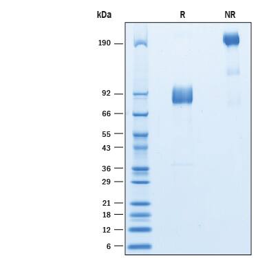 2 μg/lane of Recombinant Cynomolgus Monkey SIRP gamma /CD172g Fc Chimera (Catalog # 10265-SG) was  resolved with SDS-PAGE under reducing (R) and non-reducing (NR)  conditions and visualized by Coomassie® Blue staining, showing bands at 82-90 kDa and 170-190 kDa, respectively.