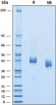 2 μg/lane of Recombinant Human SIRP gamma /CD172g was resolved with SDS-PAGE underreducing (R) and non-reducing (NR) conditions and visualized by Coomassie® Bluestaining, showing bands at 38-48 kDa.
