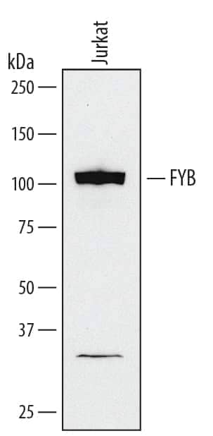 Western blot shows nuclear extracts of Jurkat human acute T cell leukemia cell line. PVDF membrane was probed with 0.1 µg/mL of Human FYB/ADAP/SLAP130 Monoclonal Antibody (Catalog # MAB3857) followed by HRP-conjugated Anti-Mouse IgG Secondary Antibody (Catalog # HAF007). A specific band was detected for FYB/ADAP/SLAP130 at approximately 110 kDa (as indicated). This experiment was conducted under reducing conditions and using Immunoblot Buffer Group 1.