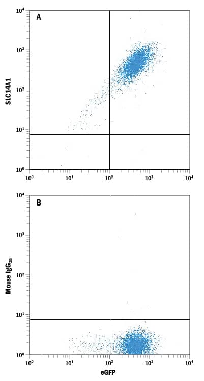 HEK293 human embryonic kidney cell line transfected with human SLC14A1 and eGFP was stained with either (A) Mouse Anti-Human SLC14A1 Monoclonal Antibody (Catalog # MAB8238) or (B) Mouse IgG2B Flow Cytometry Isotype Control (Catalog # MAB0041) followed by Allophycocyanin-conjugated Anti-Mouse IgG Secondary Antibody (Catalog # F0101B). 