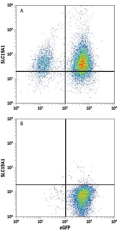 HEK293 human embryonic kidney cell line either (A) transfected with human Reduced Folate Carrier/SLC19A1 or (B) irrelevant transfectants and eGFP was stained with Mouse Anti-Human Reduced Folate Carrier/SLC19A1 Monoclonal Antibody (Catalog # MAB8450) followed by Allophycocyanin-conjugated Anti-Mouse IgG Secondary Antibody (Catalog # F0101B). Quadrant markers were set based on control antibody staining (Catalog # MAB003). 