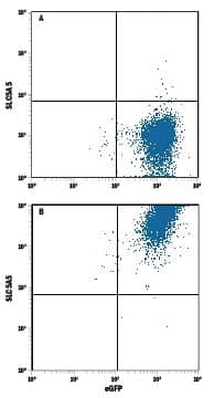 HEK293 human embryonic kidney cell line transfected with (A) human SLC5A5 or (B) irrelevant transfectants and eGFP was stained with Mouse Anti-Human SLC5A5 Monoclonal Antibody (Catalog # MAB8367) followed by Allophycocyanin-conjugated Anti-Mouse IgG Secondary Antibody (Catalog # F0101B). Quadrant markers were set based on control antibody staining (Catalog # MAB003). 