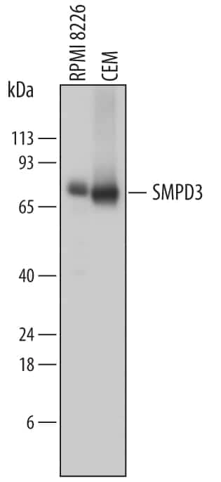 Western blot shows lysates of RPMI 8226 human multiple myeloma cell line and CEM human T-lymphoblastoid cell line. PVDF membrane was probed with 0.5 µg/mL of Sheep Anti-Human SMPD3 Antigen Affinity-purified Polyclonal Antibody (Catalog # AF7184) followed by HRP-conjugated Anti-Sheep IgG Secondary Antibody (Catalog # HAF016). Specific bands were detected for SMPD3 at approximately 70 to 75 kDa (as indicated). This experiment was conducted under reducing conditions and using Immunoblot Buffer Group 1.