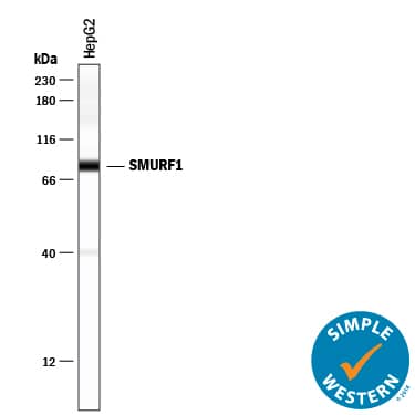 Simple Western lane view shows lysates of HepG2 human hepatocellular carcinoma cell line, loaded at 0.2 mg/mL. A specific band was detected for SMURF1 at approximately 82 kDa (as indicated) using 10 µg/mL of Mouse Anti-Human SMURF1 Monoclonal Antibody (Catalog # MAB9507) . This experiment was conducted under reducing conditions and using the 12-230 kDa separation system.