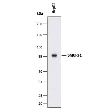 Western blot shows lysates of HepG2 human hepatocellular carcinoma cell line. PVDF membrane was probed with 1 µg/mL of Mouse Anti-Human SMURF1 Monoclonal Antibody (Catalog # MAB9507) followed by HRP-conjugated Anti-Mouse IgG Secondary Antibody (Catalog # HAF018). A specific band was detected for SMURF1 at approximately 75 kDa (as indicated). This experiment was conducted under reducing conditions and using Immunoblot Buffer Group 1.