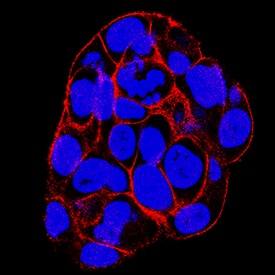 SNAP23 was detected in immersion fixed HepG2 human hepatocellular carcinoma cell line using Sheep Anti-Human SNAP23 Antigen Affinity-purified Polyclonal Antibody (Catalog # AF6306) at 1.7 µg/mL for 3 hours at room temperature. Cells were stained using the NorthernLights™ 557-conjugated Anti-Sheep IgG Secondary Antibody (red; Catalog # NL010) and counterstained with DAPI (blue). Specific staining was localized to cell surfaces. View our protocol for Fluorescent ICC Staining of Cells on Coverslips.