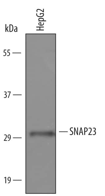 Western blot shows lysates of HepG2 human hepatocellular carcinoma cell line. PVDF Membrane was probed with 1 µg/mL of Sheep Anti-Human SNAP23 Antigen Affinity-purified Polyclonal Antibody (Catalog # AF6306) followed by HRP-conjugated Anti-Sheep IgG Secondary Antibody (Catalog # HAF016). A specific band was detected for SNAP23 at approximately 30 kDa (as indicated). This experiment was conducted under reducing conditions and using Immunoblot Buffer Group 1.