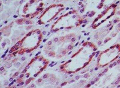 Immunohistochemistry-Paraffin: SOCS-3 Antibody [NBP2-27210] - Human kidney probed with SOCS3 antibody at 5 ug/ml.