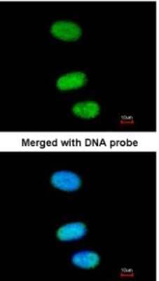 RPUSD2 Antibody (NBP1-88437): Novus Biologicals