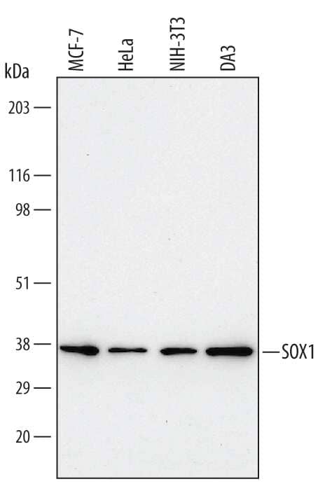 Western blot shows lysates of MCF-7 human breast cancer cell line, HeLa human cervical epithelial carcinoma cell line, NIH-3T3 mouse embryonic fibroblast cell line, and DA3 mouse myeloma cell line. PVDF membrane was probed with 0.1 µg/mL of Human/Mouse SOX1 Monoclonal Antibody (Catalog # MAB3369) followed by HRP-conjugated Anti-Mouse IgG Secondary Antibody (Catalog # HAF007). A specific band was detected for SOX1 at approximately 38 kDa (as indicated). This experiment was conducted under reducing conditions and using Immunoblot Buffer Group 4.