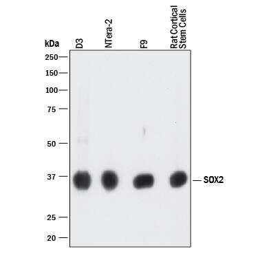 Western blot shows lysates of D3 mouse embryonic stem cell line, NTera-2 human testicular embryonic carcinoma cell line, F9 mouse teratocarcinoma stem cells, and rat cortical stem cells. PVDF membrane was probed with 2 µg/mL of Mouse Anti-Human/Mouse/Rat SOX2 Monoclonal Antibody (Catalog # MAB2018R) followed by HRP-conjugated Anti-Mouse IgG Secondary Antibody (HAF018). A specific band was detected for SOX2 at approximately 36 kDa (as indicated). This experiment was conducted under reducing conditions and using Immunoblot Buffer Group 1.