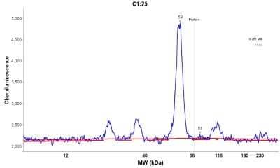 Simple Western: SOX9 Antibody [NBP1-85551] - Electropherogram image(s) of corresponding Simple Western lane view. SOX9 antibody was used at 1:100 dilution on U-251MG sp and HepG2 lysates(s).