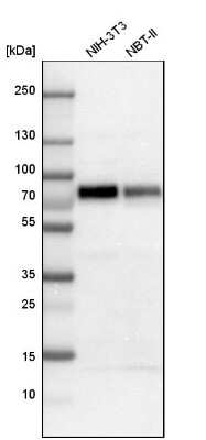 Western Blot: SOX9 Antibody [NBP1-85551] - Analysis in mouse cell line NIH-3T3 and rat cell line NBT-II.