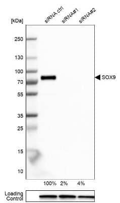 <b>Genetic Strategies Validation. </b>Western Blot: SOX9 Antibody [NBP1-85551] - Analysis in U-251MG cells transfected with control siRNA, target specific siRNA probe #1 and #2, using anti-SOX9 antibody. Remaining relative intensity is presented. Loading control: anti-GAPDH.