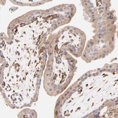 Immunohistochemistry-Paraffin: SPARC Antibody [NBP1-80972] - Staining of human placenta shows strong positivity in endothelial cells and fibroblasts.