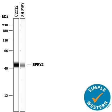 Simple Western lane view shows lysates of C2C12 mouse myoblast cell line and SH‑SY5Y human neuroblastoma cell line, loaded at 0.2 mg/mL. A specific band was detected for SPRY2 at approximately 45 kDa (as indicated) using 50 µg/mL of Goat Anti-Human/Mouse SPRY2 Antigen Affinity-purified Polyclonal Antibody (Catalog # AF6157) followed by 1:50 dilution of HRP-conjugated Anti-Goat IgG Secondary Antibody (Catalog # HAF109). This experiment was conducted under reducing conditions and using the12-230 kDa separation system. 