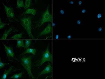 Immunocytochemistry/Immunofluorescence: SR-BI Antibody [NB400-131] - SRB1 antibody was tested in NIH/3T3 cells with Dylight 488 (green). Nuclei were counterstained with DAPI (blue).