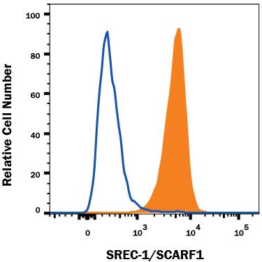 HUVEC human umbilical vein endothelial cells were stained with Mouse Anti-Human SREC-I/SCARF1 Alexa Fluor® 647-conjugated Monoclonal Antibody (Catalog # FAB2409R, filled histogram) or isotype control antibody (Catalog # IC0041R, open histogram). View our protocol for Staining Membrane-associated Proteins.