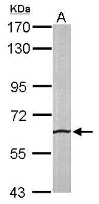 Western Blot: SRPR alpha Antibody [NBP1-32421] - Sample (50 ug of whole cell lysate) A: mouse liver  7.5% SDS PAGE diluted at 1:100
