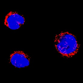 SSBP1 was detected in immersion fixed HL-60 human acute promyelocytic leukemia cell line using Sheep Anti-Human SSBP1 Antigen Affinity-purified Polyclonal Antibody (Catalog # AF6588) at 5 µg/mL for 3 hours at room temperature. Cells were stained using the NorthernLights™ 557-conjugated Anti-Sheep IgG Secondary Antibody (red; Catalog # NL010) and counterstained with DAPI (blue). Specific staining was localized to cytoplasm. View our protocol for Fluorescent ICC Staining of Non-adherent Cells.