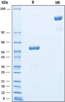 2 μg/lane of Recombinant Human TMED1 Fc was resolved with SDS-PAGE underreducing (R) and non-reducing (NR) conditions and visualized by Coomassie® Bluestaining, showing bands at 56-62 kDa and 110-120 kDa, respectively.