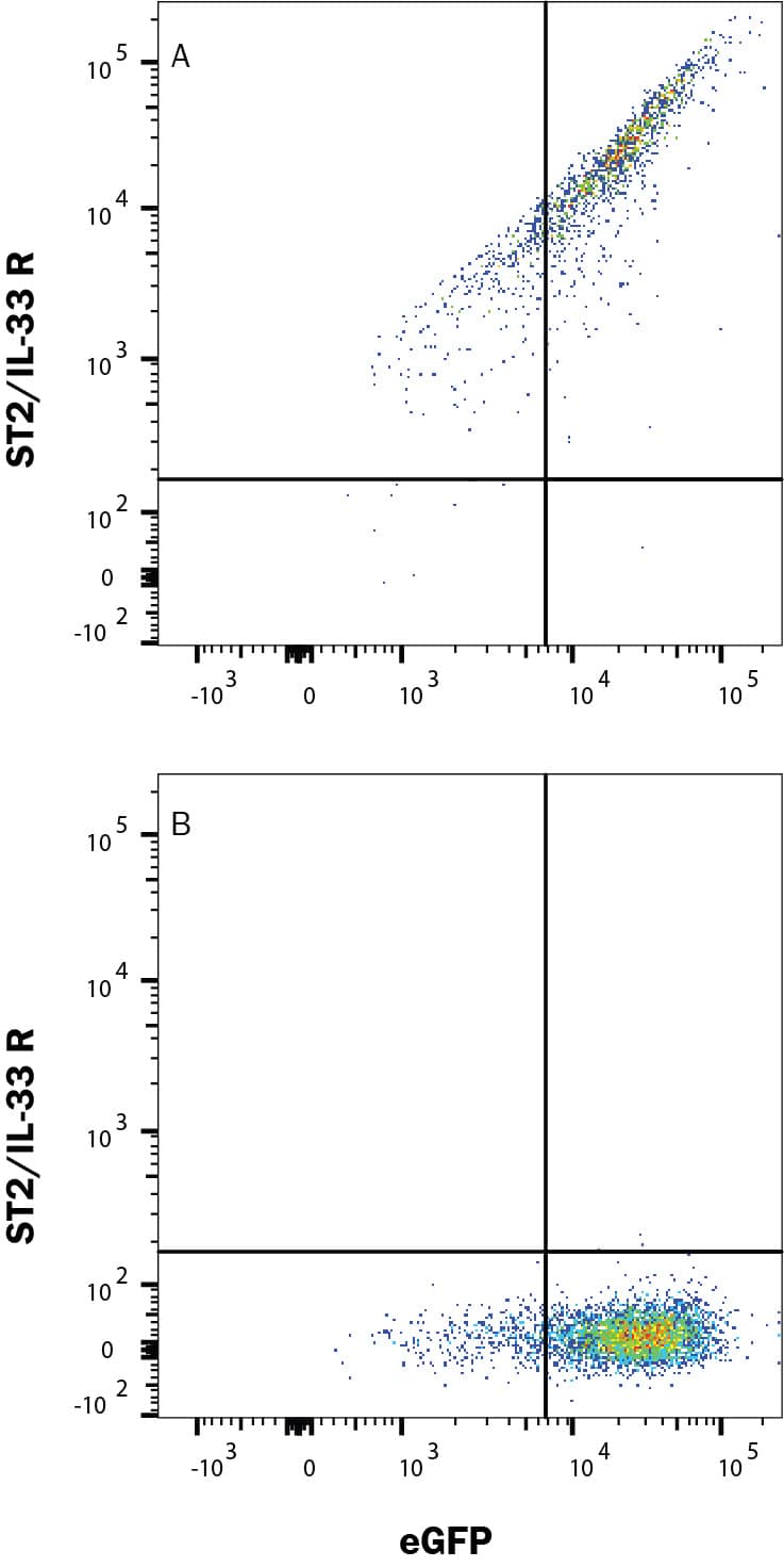 HEK293 human embryonic kidney cell line transfected with either (A) human ST2/IL-33 R or (B) irrelevant transfectants and eGFP was stained with Alexa Fluor® 647-conjugated Rabbit Anti-Human ST2/IL-33 R Monoclonal Antibody (Catalog # FAB5232R). Quadrant markers were set based on control antibody staining (Catalog # IC1050R). View our protocol for Staining Membrane-associated Proteins.