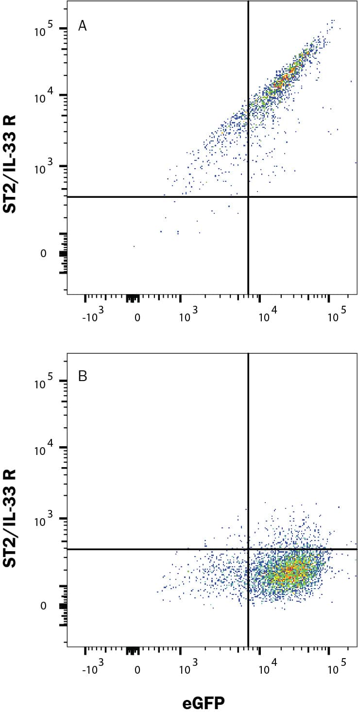 HEK293 human embryonic kidney cell line transfected with either (A) human ST2/IL-33 R or (B) irrelevant transfectants and eGFP was stained with Alexa Fluor® 594-conjugated Rabbit Anti-Human ST2/IL-33 R Monoclonal Antibody (Catalog # FAB5232T). Quadrant markers were set based on control antibody staining (Catalog # IC1050T). View our protocol for Staining Membrane-associated Proteins.