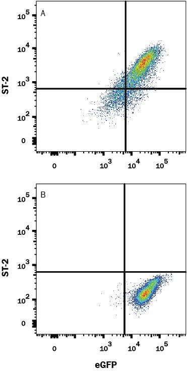 HEK293 human embryonic kidney cell line transfected with either (A) human ST2/IL-33 R or (B) irrelevant transfectants and eGFP was stained with Alexa Fluor® 405-conjugated Rabbit Anti-Human ST2/IL-33 R Monoclonal Antibody (Catalog # FAB5232V). Quadrant markers were set based on control antibody staining (Catalog # IC1050V). View our protocol for Staining Membrane-associated Proteins.