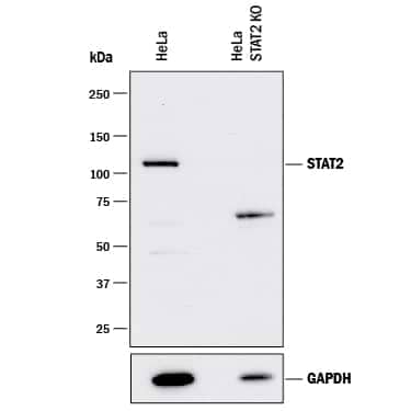 Western blot shows lysates of HeLa human cervical epithelial carcinoma parental cell line and STAT2 knockout HeLa cell line (KO). PVDF membrane was probed with 1 µg/mL of Mouse Anti-Human STAT2 Monoclonal Antibody (Catalog # MAB16661) followed by HRP-conjugated Anti-Mouse IgG Secondary Antibody (Catalog # HAF018). A specific band was detected for STAT2 at approximately 110 kDa (as indicated) in the parental HeLa cell line, but is not detectable in knockout HeLa cell line. GAPDH (Catalog # MAB5718) is shown as a loading control. This experiment was conducted under reducing conditions and using Immunoblot Buffer Group 1.