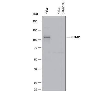 <b>Genetic Strategies Validation. </b>Western blot shows lysates of HeLa human cervical epithelial carcinoma parental cell line and STAT2 knockout HeLa cell line (KO). PVDF membrane was probed with 1 µg/mL of Rat Anti-Human STAT2 Monoclonal Antibody (Catalog # MAB16662) followed by HRP-conjugated Anti-Rat IgG Secondary Antibody (Catalog # HAF005). A specific band was detected for STAT2 at approximately 110 kDa (as indicated) in the parental HeLa cell line, but is not detectable in the knockout HeLa cell line. This experiment was conducted under reducing conditions and using Immunoblot Buffer Group 1.